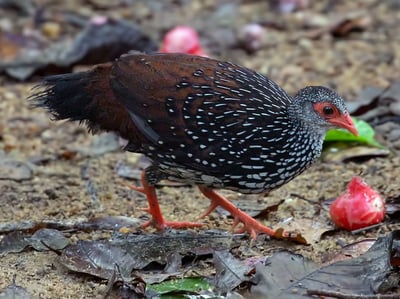Ceylon Spurfowl