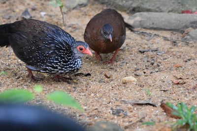 Ceylon Spurfowl