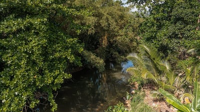 Gin Ganga