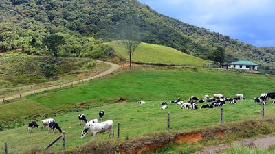 Ambewela