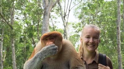 Primate Watching