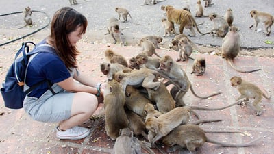 Primate Watching