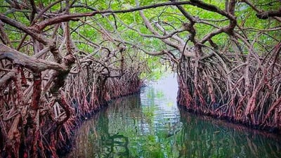 Madu River