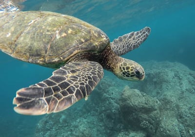 Sea Turtles