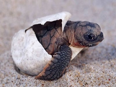 Sea Turtles
