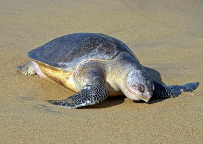 Sea Turtles