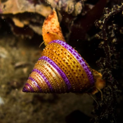 Seashells