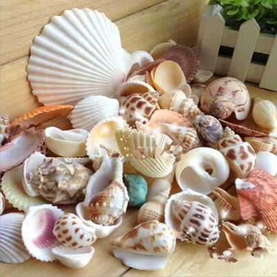 Seashells