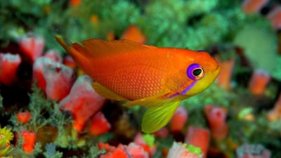 Freshwater Piscifauna