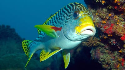 Freshwater Piscifauna