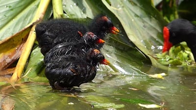 Freshwater Piscifauna