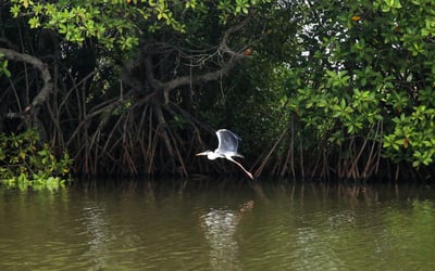 Eco Tourism