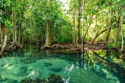 Eco Tourism