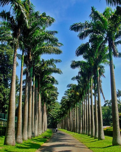 Botanical Gardens