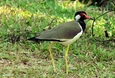 Birds