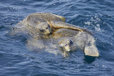 Aquatic Life