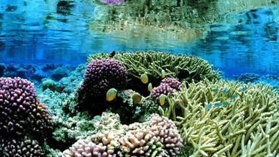 Aquatic Life