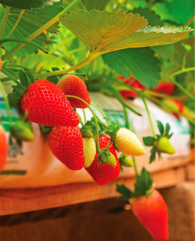 Strawberry Farm Nuwara Eliya