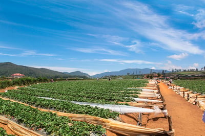 Strawberry Farm Nuwara Eliya
