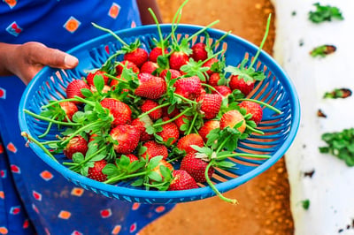Strawberry Farm Nuwara Eliya