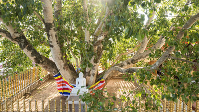 Jaya Sri Maha Bodhiya