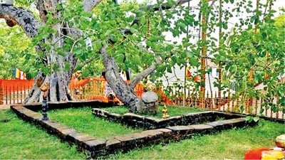 Jaya Sri Maha Bodhiya