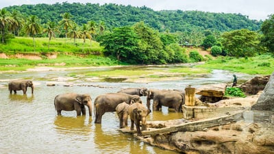 Pinnawala Elephant Orphanage