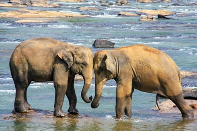 Pinnawala Elephant Orphanage