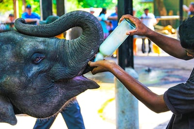 Pinnawala Elephant Orphanage