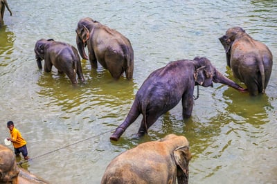 Pinnawala Elephant Orphanage