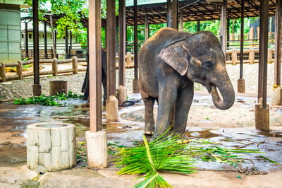 Pinnawala Elephant Orphanage