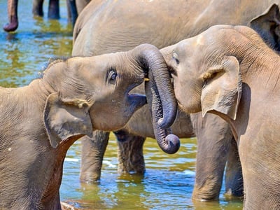 Pinnawala Elephant Orphanage