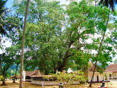 Muthiyanganaya