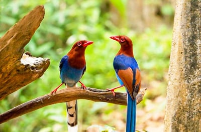Makandawa Rain Forest