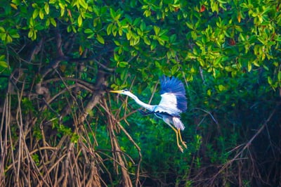 Kottukal Lagoon