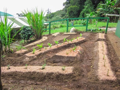 Ganewatta Medicinal Plant Garden