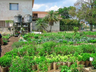Ganewatta Medicinal Plant Garden