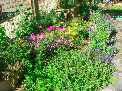 Ganewatta Medicinal Plant Garden