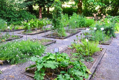 Ganewatta Medicinal Plant Garden