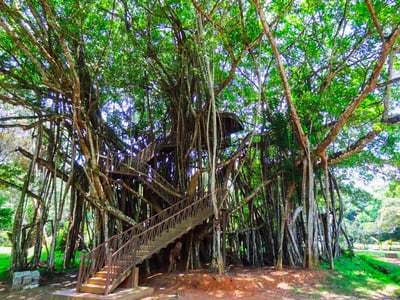 Henarathgoda Botanical Garden