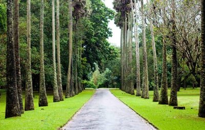 Henarathgoda Botanical Garden
