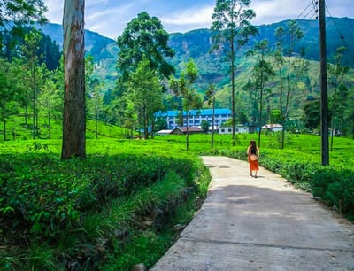 Blue Field Tea Factory