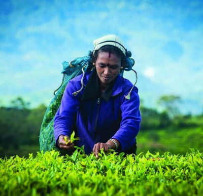 Blue Field Tea Factory