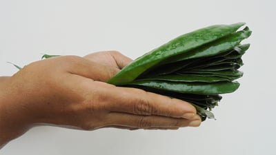 Sheaf of Betel