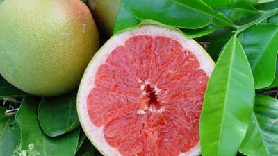 Citrus maxima