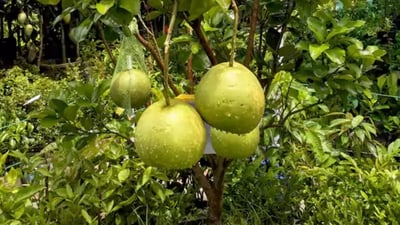 Citrus maxima