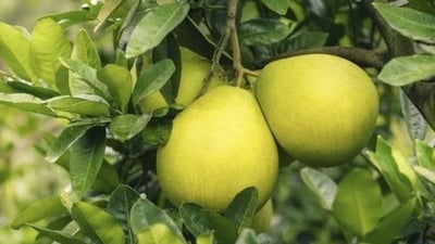 Citrus maxima