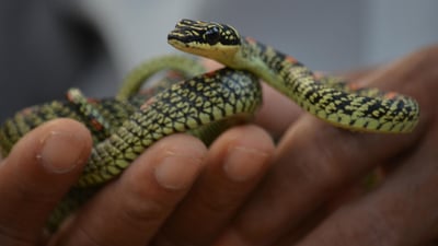 Snake Farm (Telijjawila)