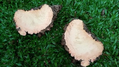 Elephant Foot Yam