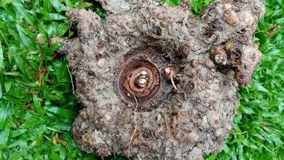 Elephant Foot Yam